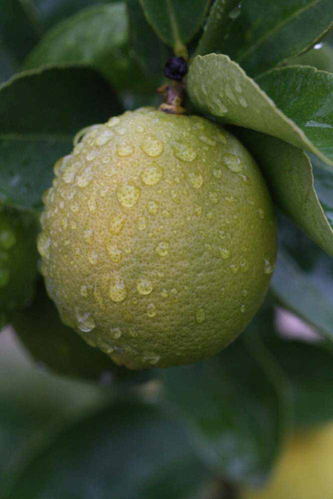            Fruit (Persian SPB-7, Riverside, CA)   